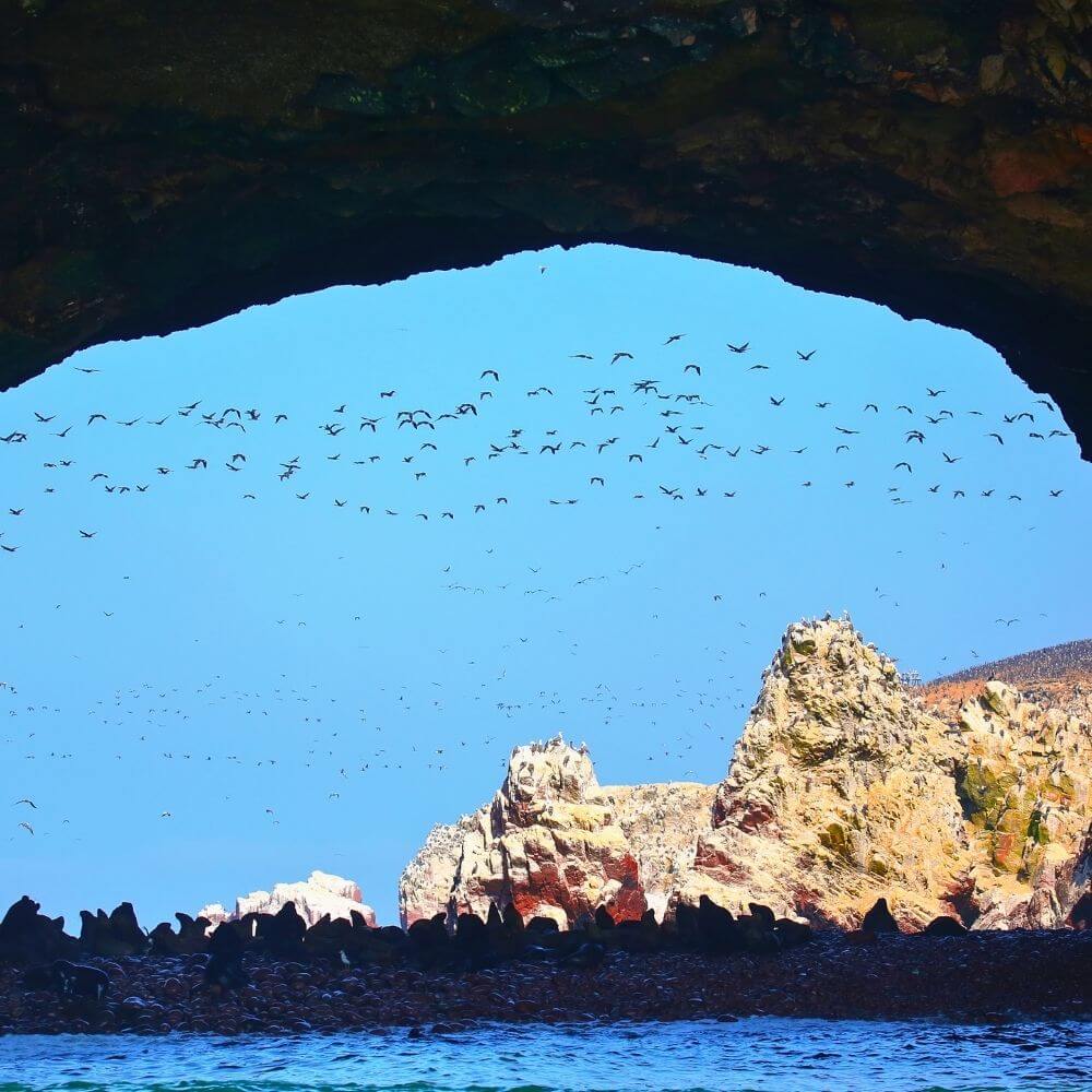 Sea lions and marine birds inside a natural cave at the Ballestas Islands in Paracas, Peru.