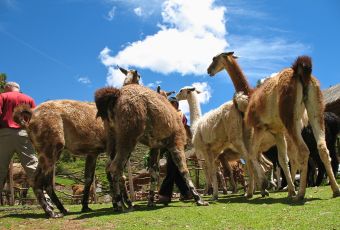 Textilzentrum Awanakancha in Cusco