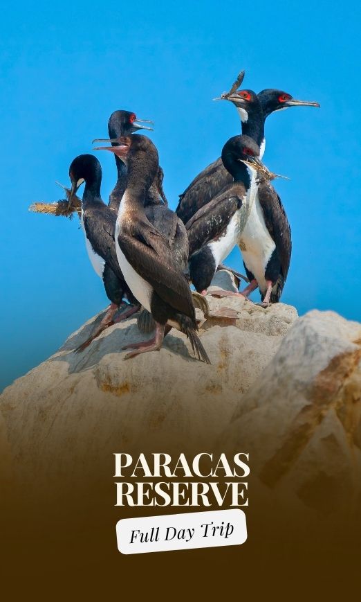 Ganztägige Tour ins Paracas-Reservat ab Lima