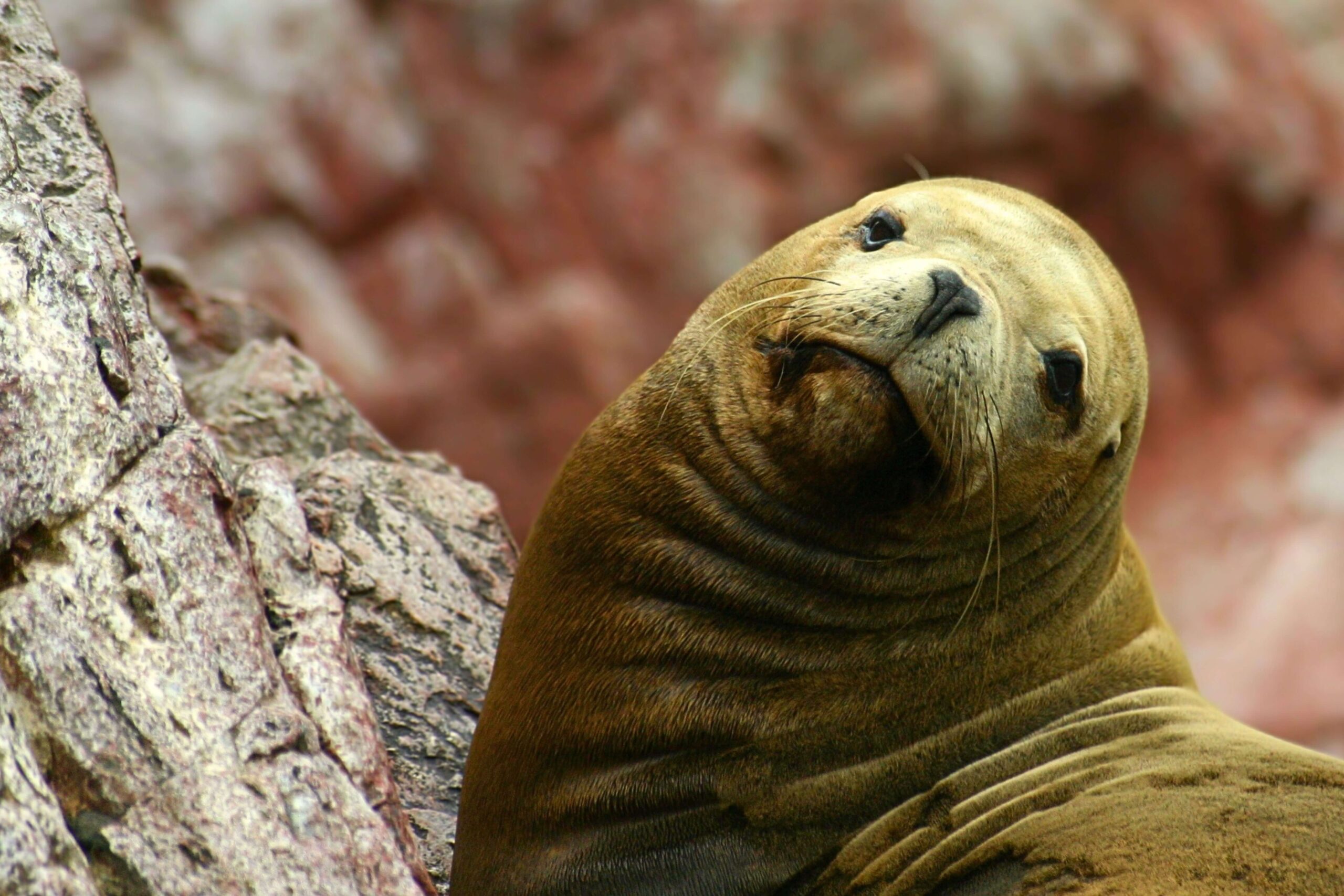 Close-up of a sea lion resting on the rocks in Paracas