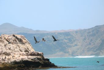 Tour in die Bucht San Fernando bei Marcona