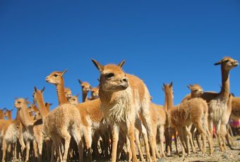 Tour zum Vicuña-Park Pampas Galeras