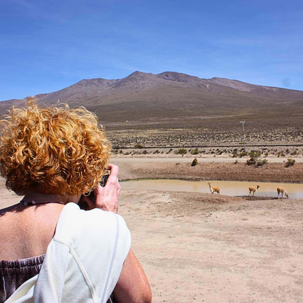 Traveler photographing wild vicuñas in the Andean highlands during the Colca Canyon Tour from Puno, surrounded by volcanic landscapes and breathtaking scenery.