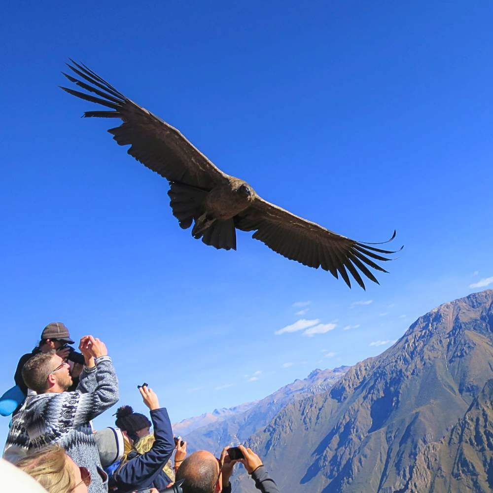 Majestic Andean Condor soaring above Colca Canyon as travelers watch from Cruz del Condor during the Colca Canyon Tour from Puno.