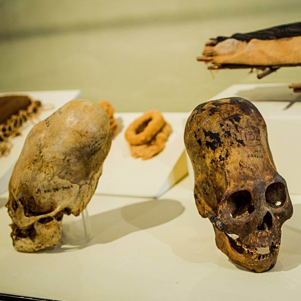 Ancient elongated skulls displayed in a museum near Nazca, showcasing one of Peru's most fascinating archaeological mysteries.