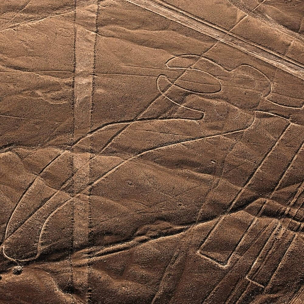 The Parrot geoglyph of the Nazca Lines in Peru