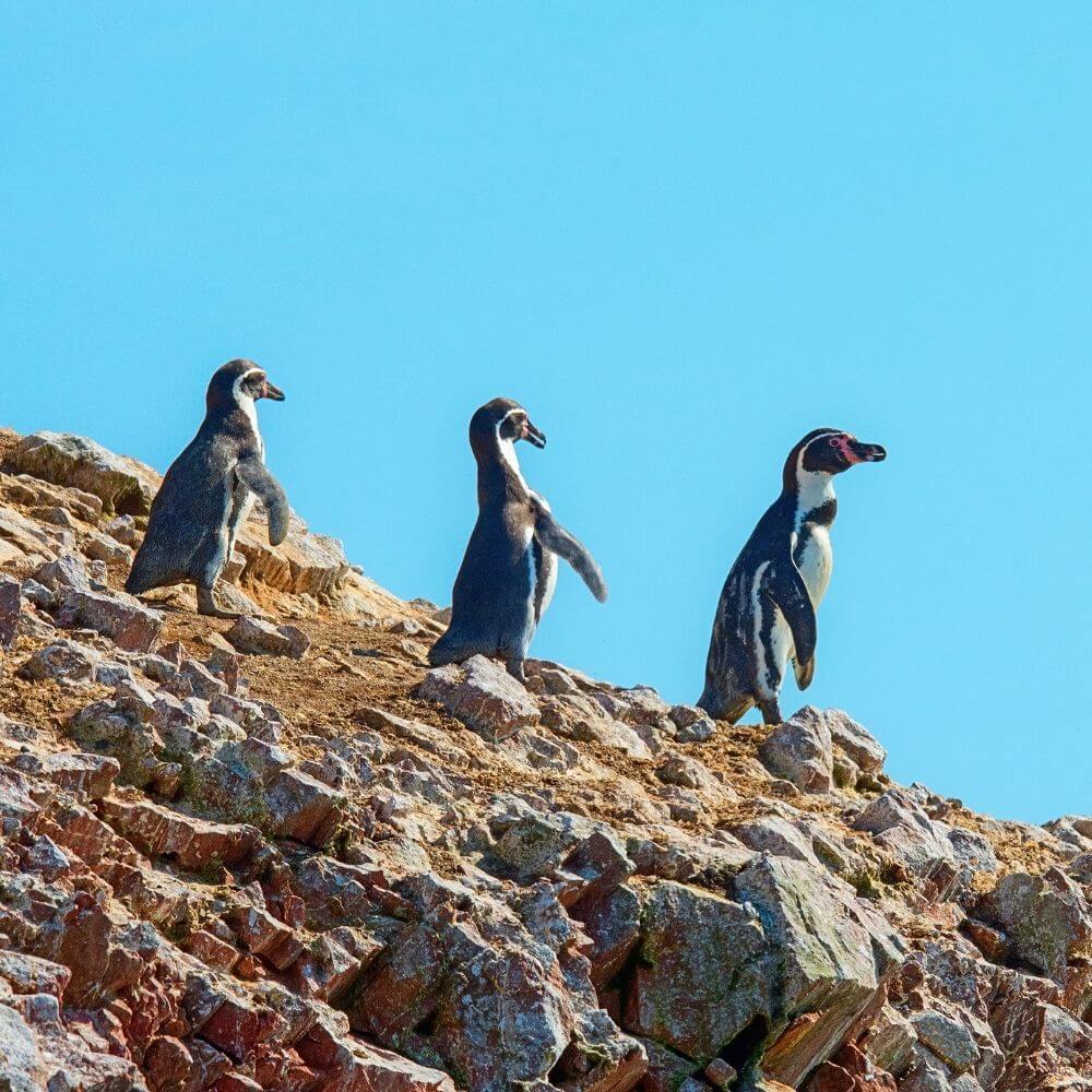 Humboldt penguins standing on rocky cliffs at the Ballestas Islands, one of Peru's most important wildlife sanctuaries.