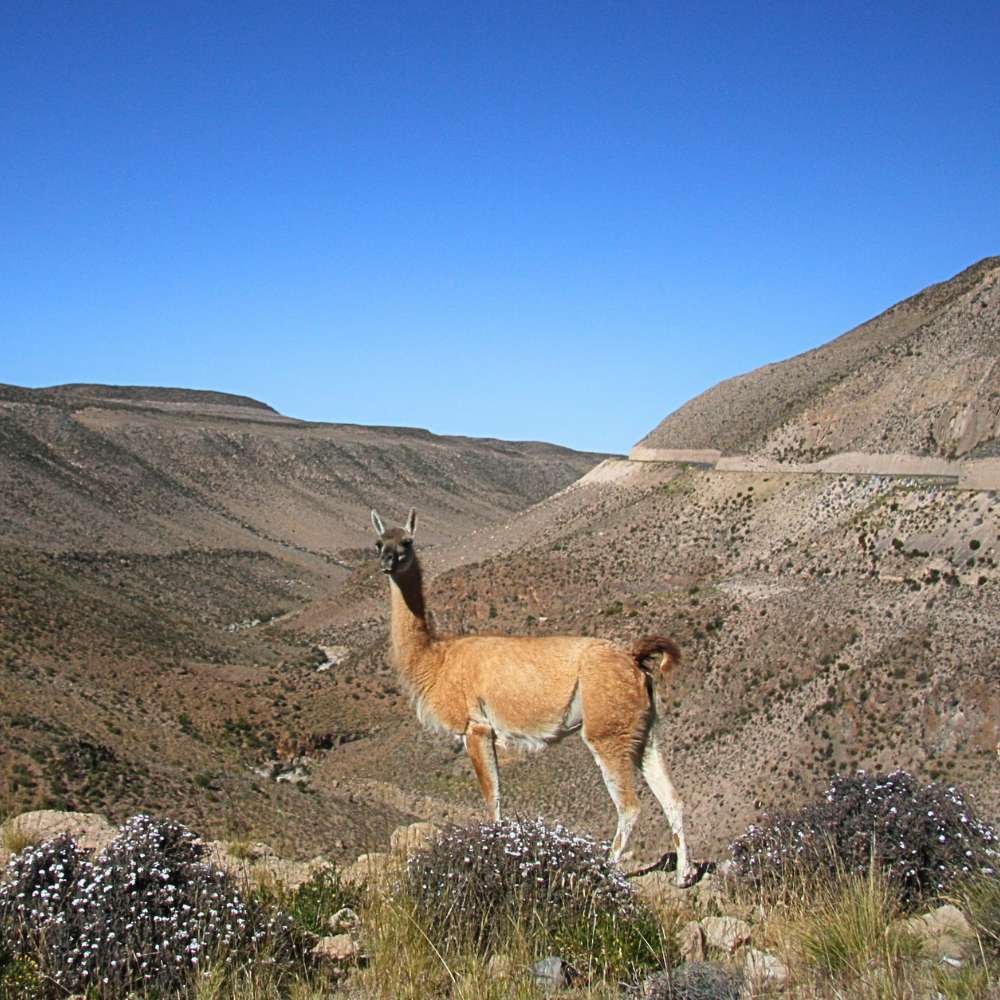 Wild Guanaco standing in the high Andean mountains of Pampas Galeras Reserve, Peru.