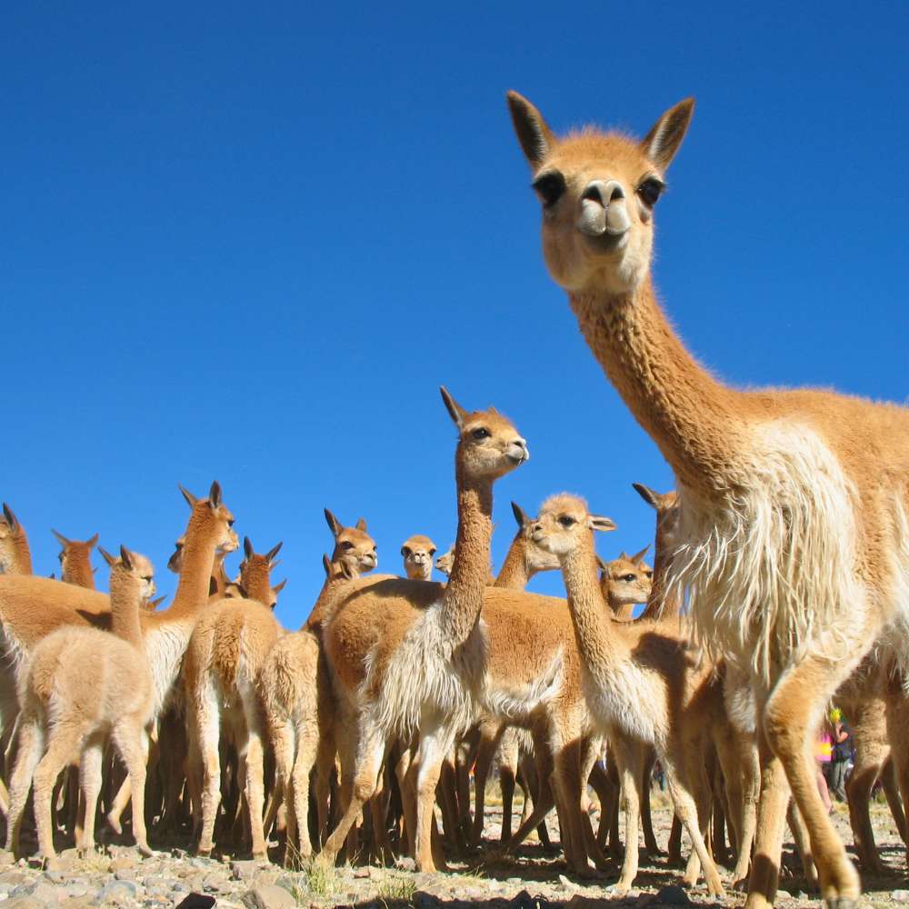 Large group of vicuñas inside Pampas Galeras National Reserve in the Peruvian Andes.