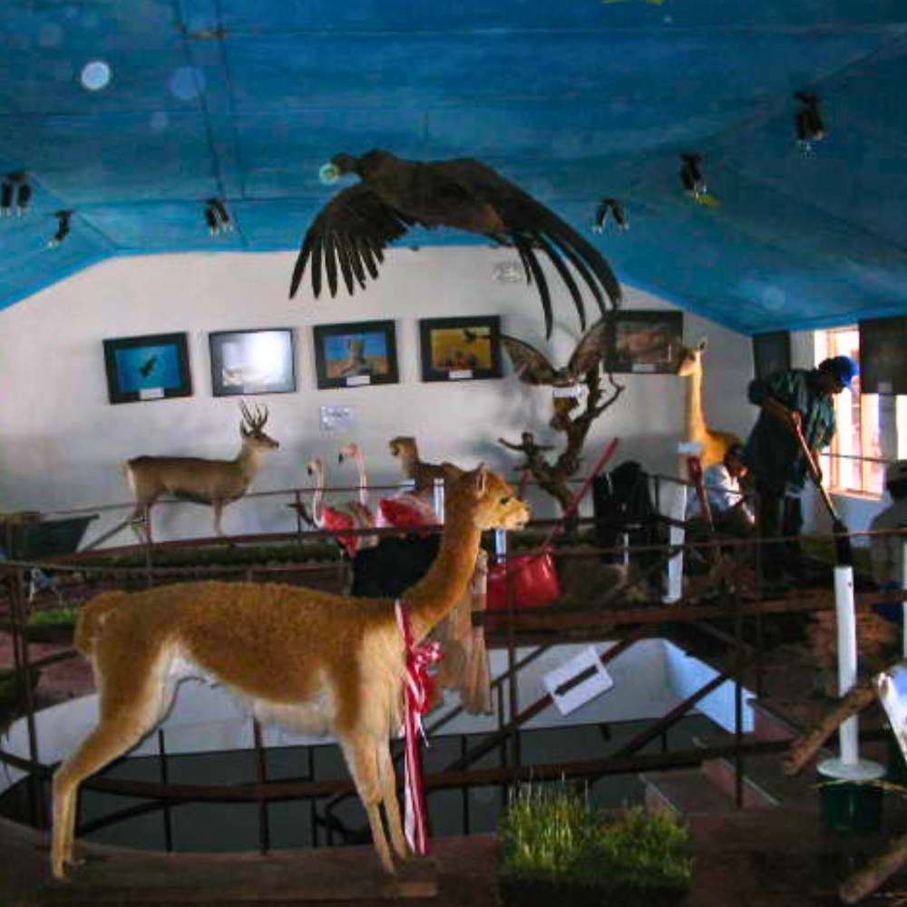 Wildlife interpretation museum and vicuña exhibit inside Pampas Galeras National Reserve in Peru.