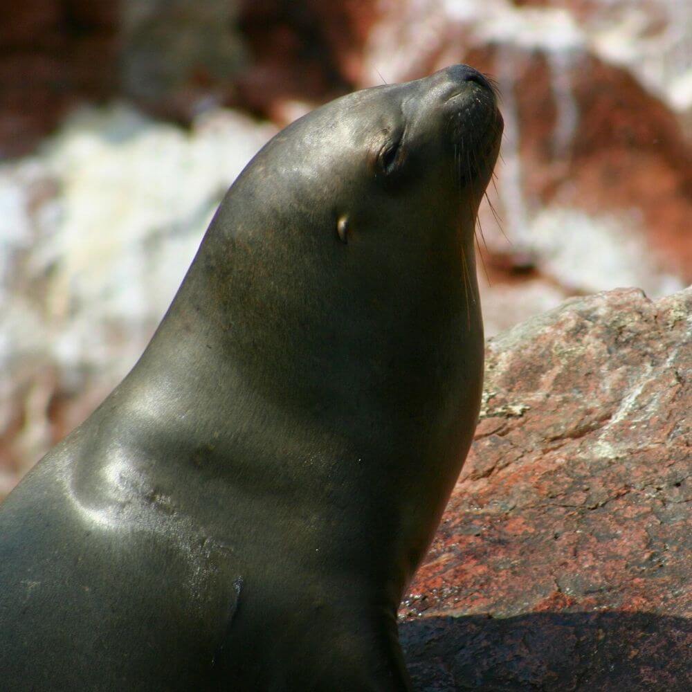 South American sea lion resting on the rocky shores of the Ballestas Islands, Peru.