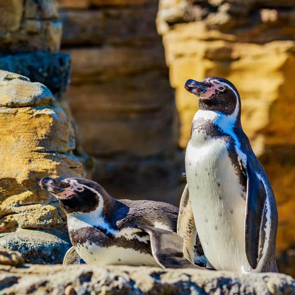 Endangered Humboldt penguins on the rocky cliffs of the Ballestas Islands, Peru.