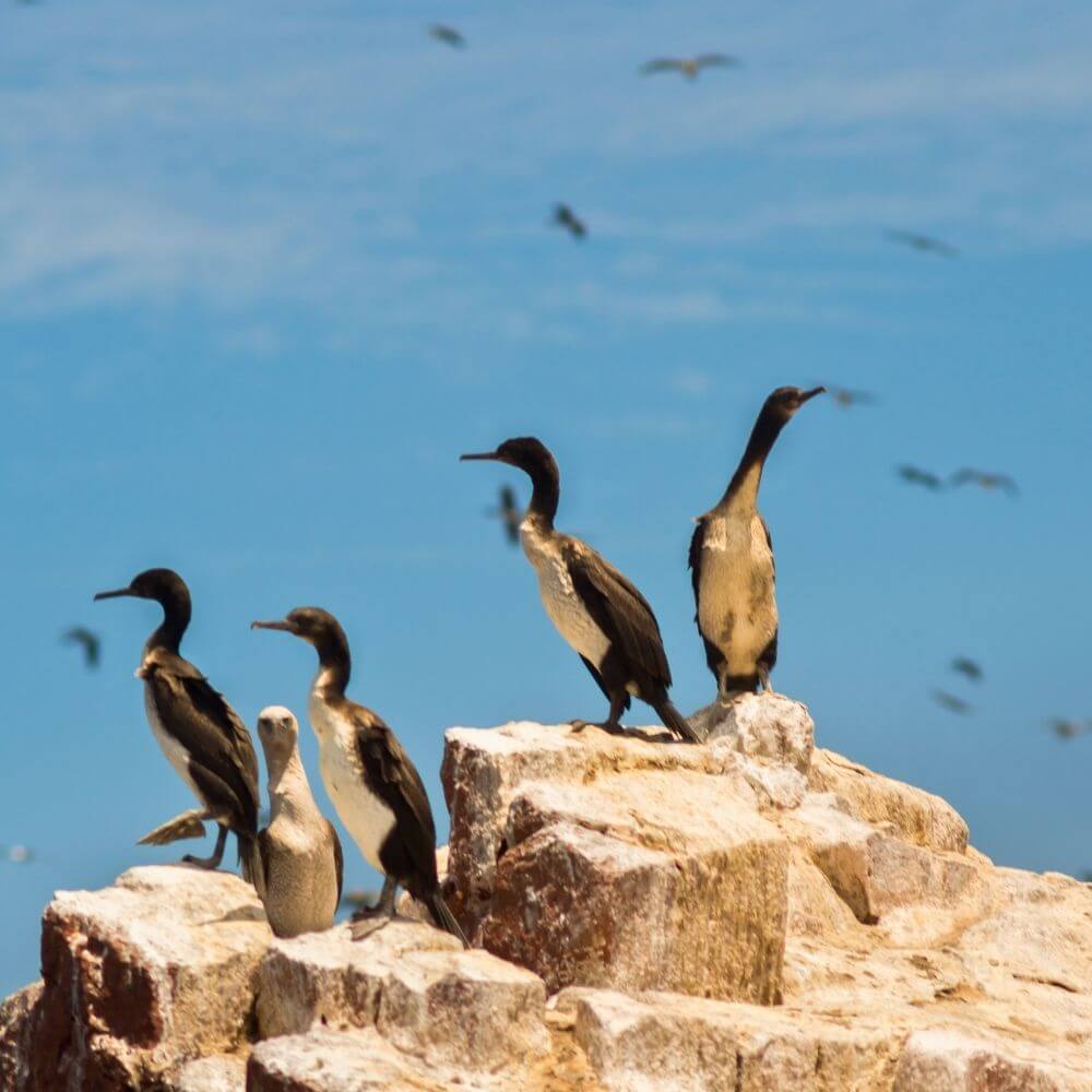 Guanay cormorants nesting on the Ballestas Islands, Peru's famous guano-producing seabirds.