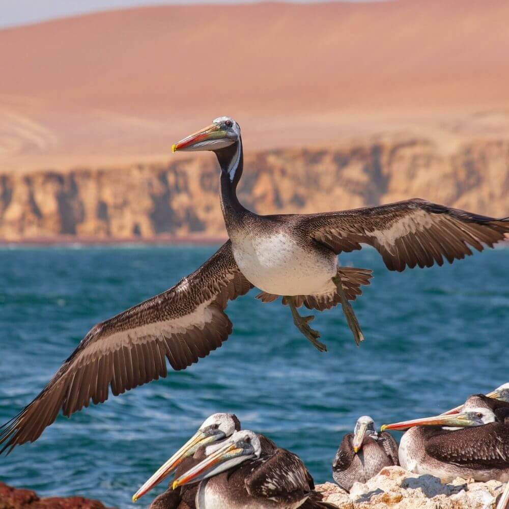 Peruvian pelicans flying and resting along the Ballestas Islands on Peru's Pacific coast.