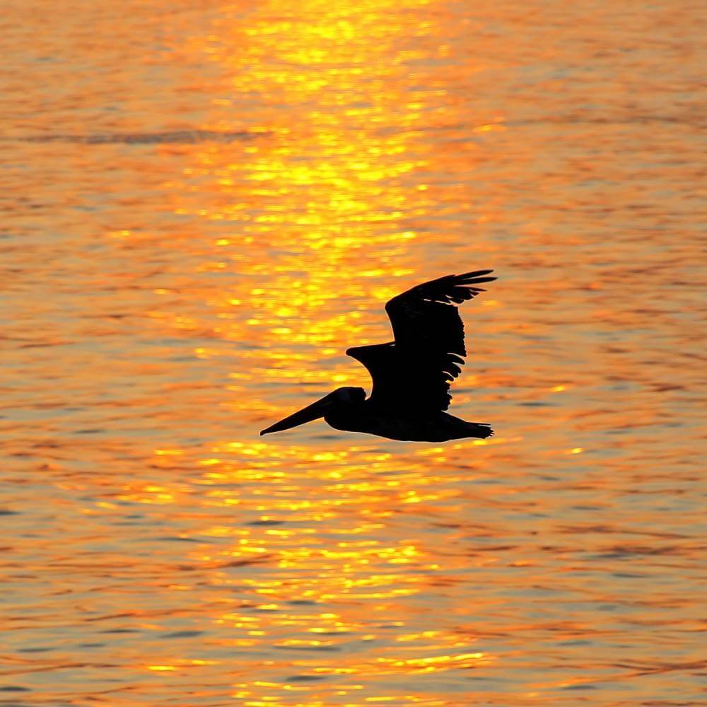 Peruvian pelican flying over the Pacific Ocean at sunset during the Golden Shadows Trek in Paracas National Reserve, Peru.