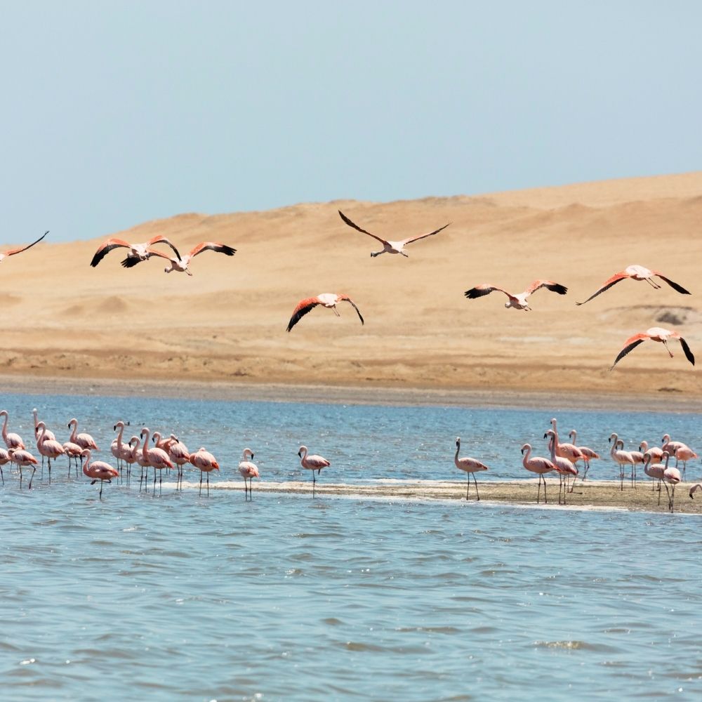 Wild Chilean flamingoes feeding in the calm waters of Paracas Bay during a Paracas Bay Tour in the Paracas National Reserve, Peru.