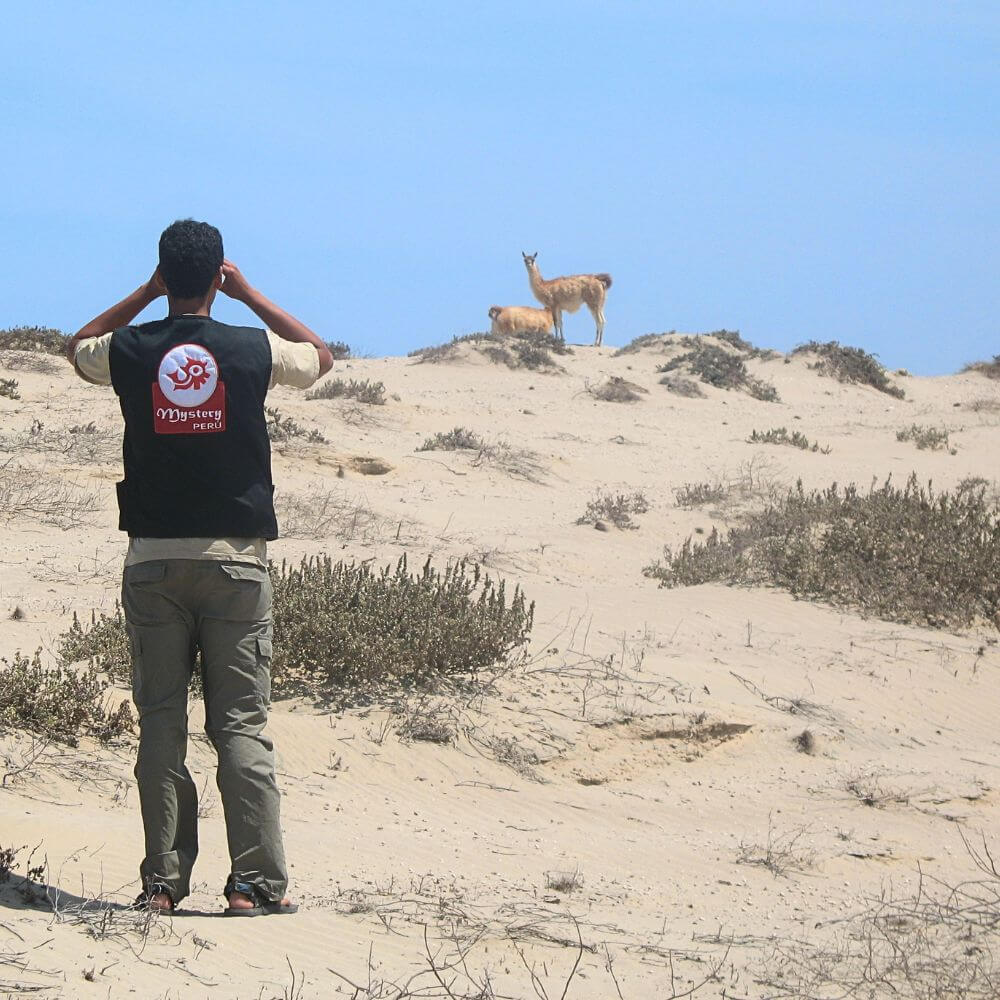 Wild guanacos roaming the coastal desert on the route to San Fernando Bay near Nazca, Peru.