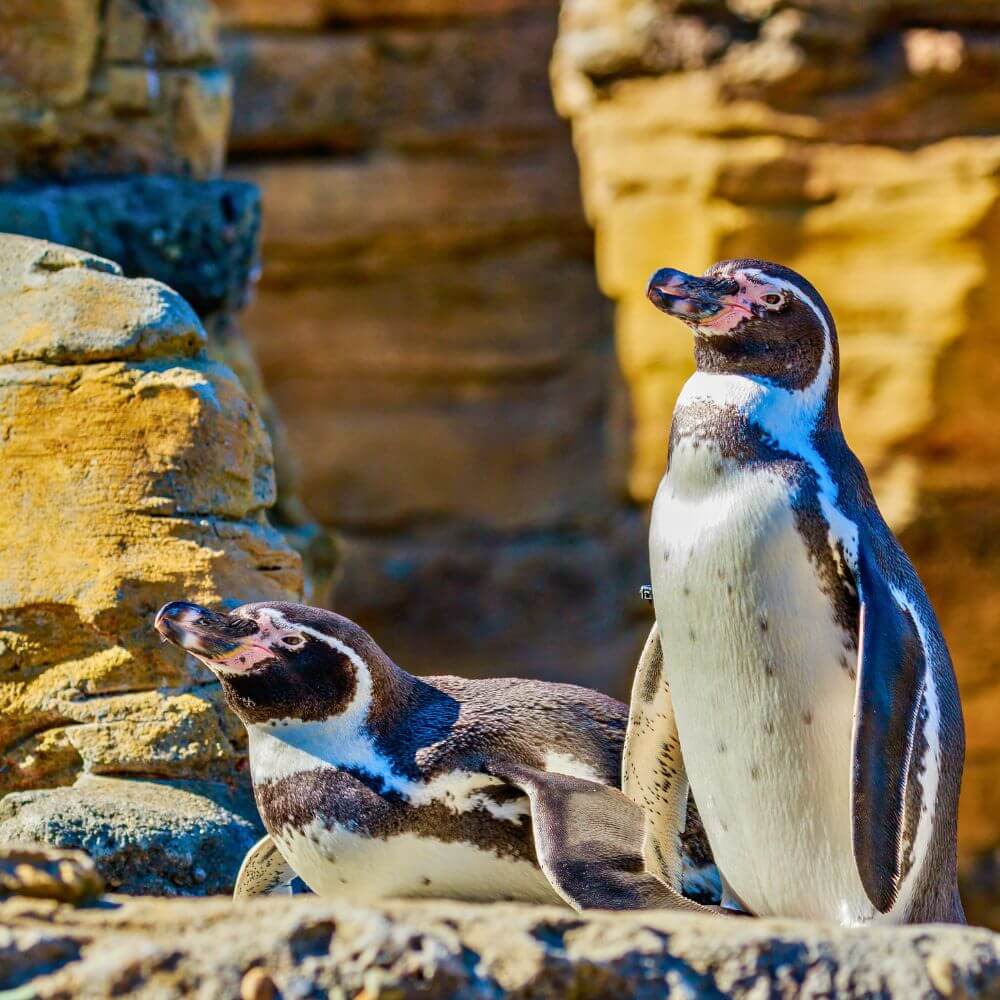 Humboldt penguins resting along the rocky coastline of San Fernando Bay, Peru's protected marine reserve.