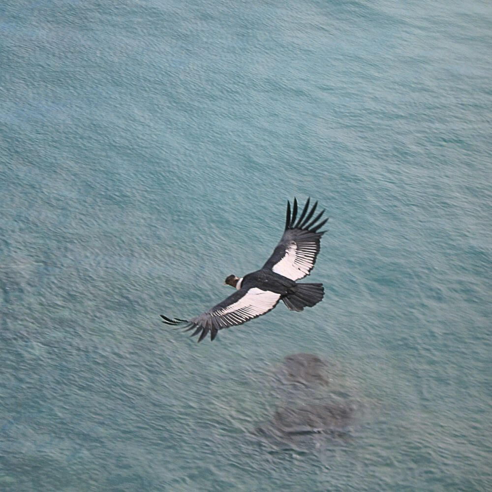 Majestic Andean Condor soaring above the cliffs and coastline of San Fernando Bay, Peru.