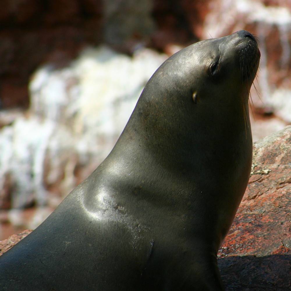 South American sea lion resting on rocky shores at the Ballestas Islands near Paracas, Peru.