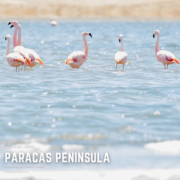 Flamencos at the Paracas Peninsula