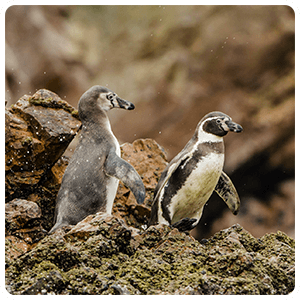 Humboldt Penguins in Paracas