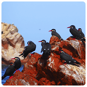 Inca Terns in Ballestas Islands