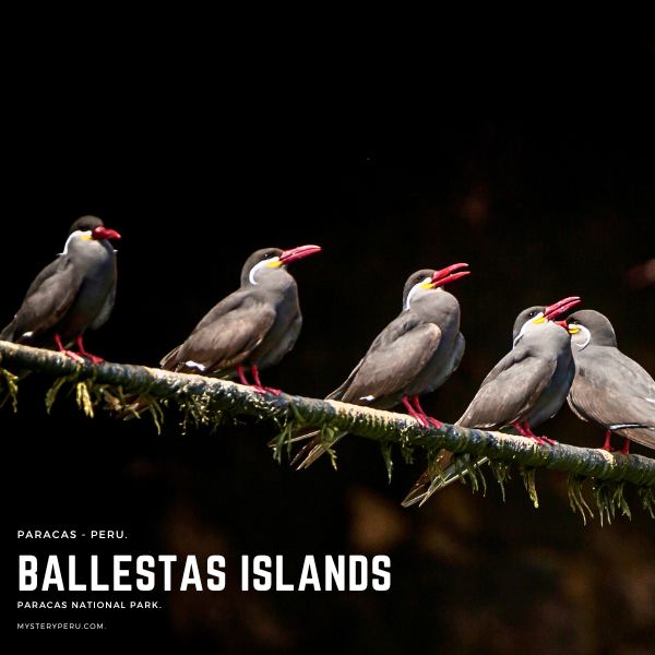 Paracas for bird Watchers