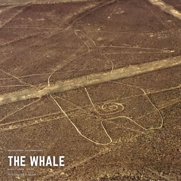 The Whale geoglyph at the Nazca Desert.