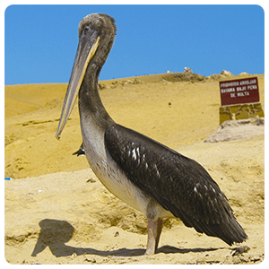 Pelicano en la playa Lagunillas