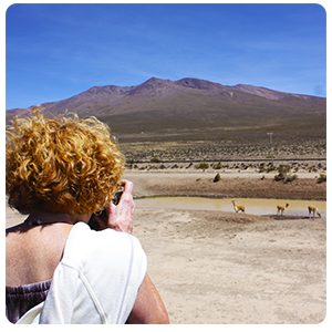 Watching Vicuñas on route to Colca Canyon