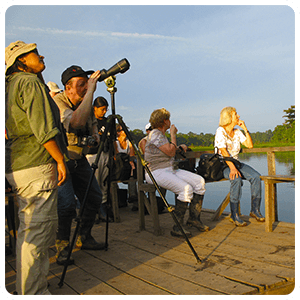 Birdwatching in Tambopata
