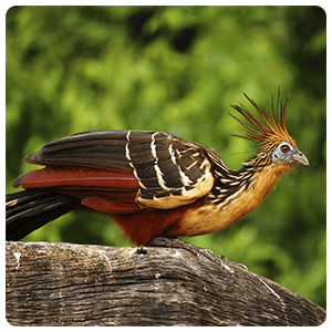 Hoatzin Bird in Tambopata