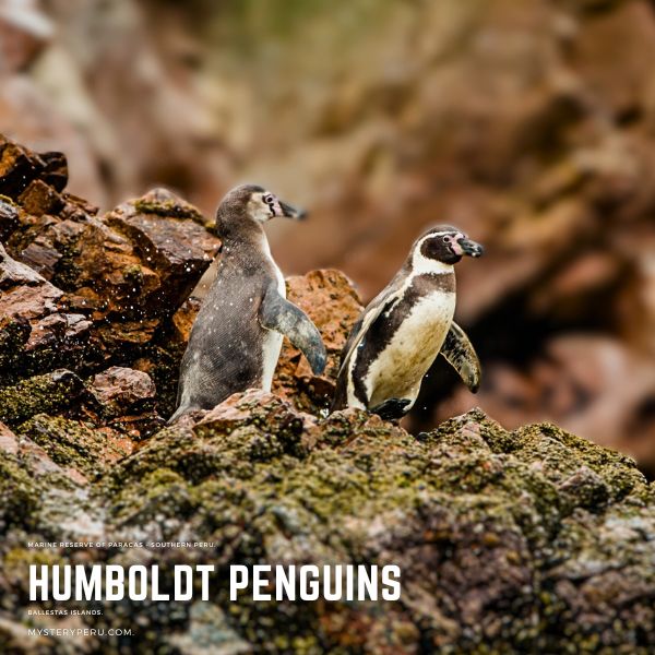 Humboldt Peguinsat the Ballestas Islands in Peru