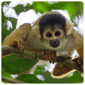 Mono en la Selva Peruana