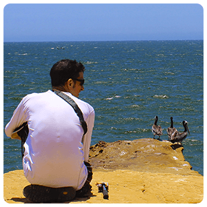 Pelicanos en Paracas