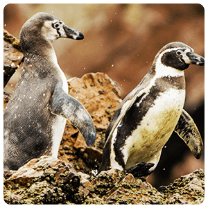 Pinguinos de Humboldt en las Islas Ballestas