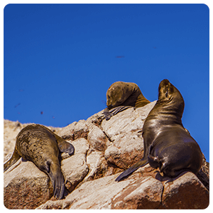 Sea dogs in Paracas