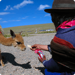 Andean lady feeding a domesticated Vicuña