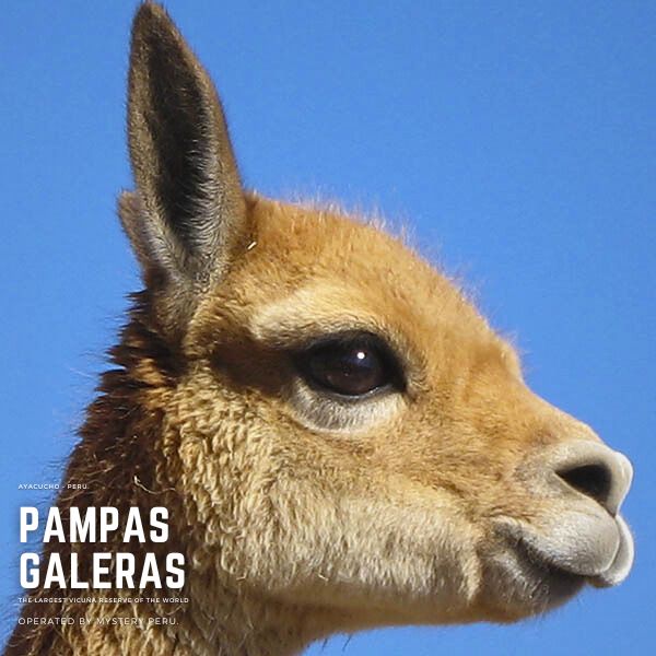 Tour of Pampas Galeras.