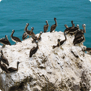 Pelicanos en la Reserva de San Fernando