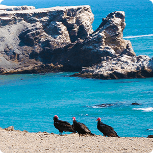 Vultures in San Fernando Bay