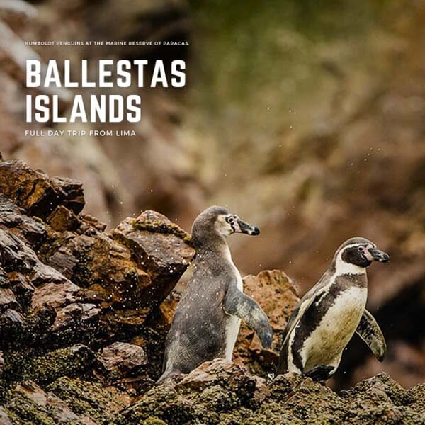 Full Day Tour to the Ballestas Islands and Nazca Lines.