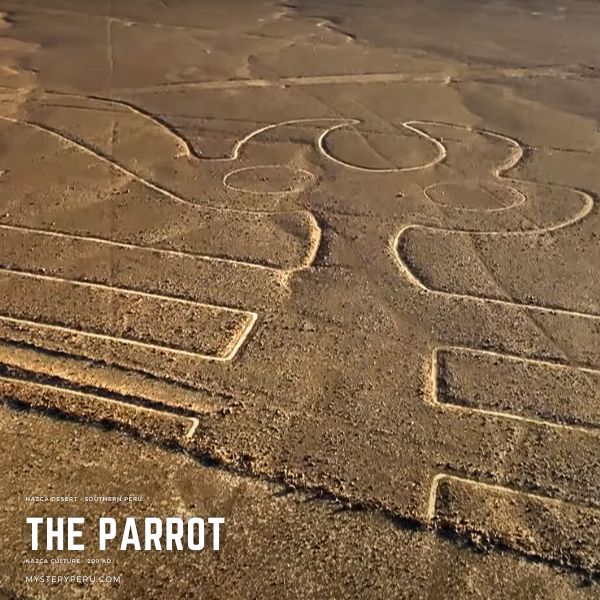 The Parrot of Nasca