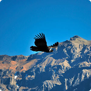 Condor soaring the sky of the Colca Canyon.