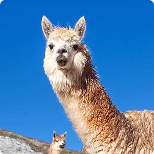 Llamas on the Altiplano of Peru.