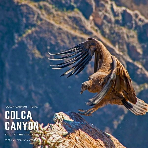 Colca Canyon tour and Trip to Puno.