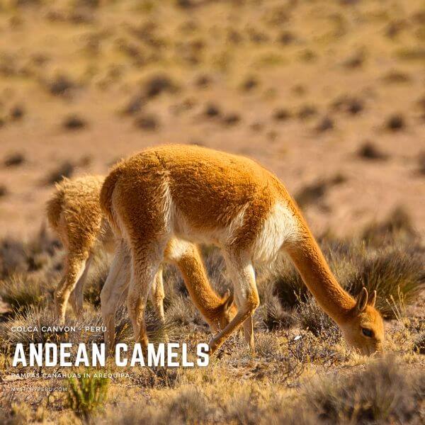 Spotting wild vicuñas on the way to the Colca Canyon.