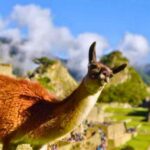 ANDEAN DISCOVERY