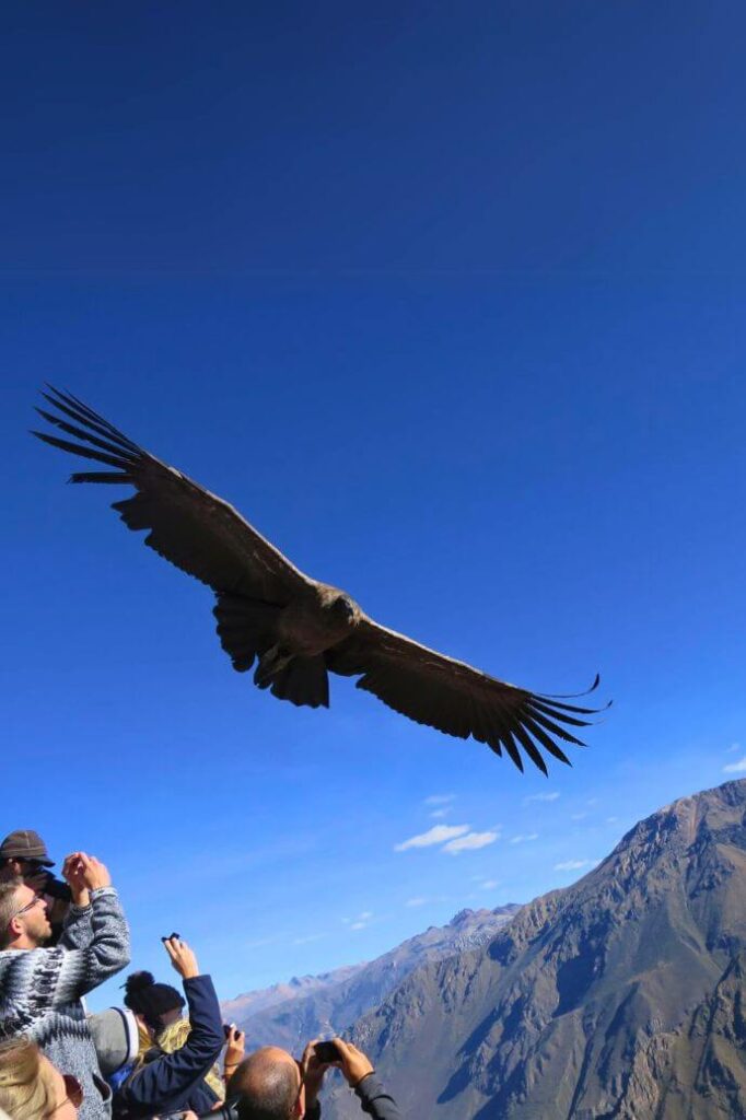 The Colca Canyon, home of the Andean Condor.